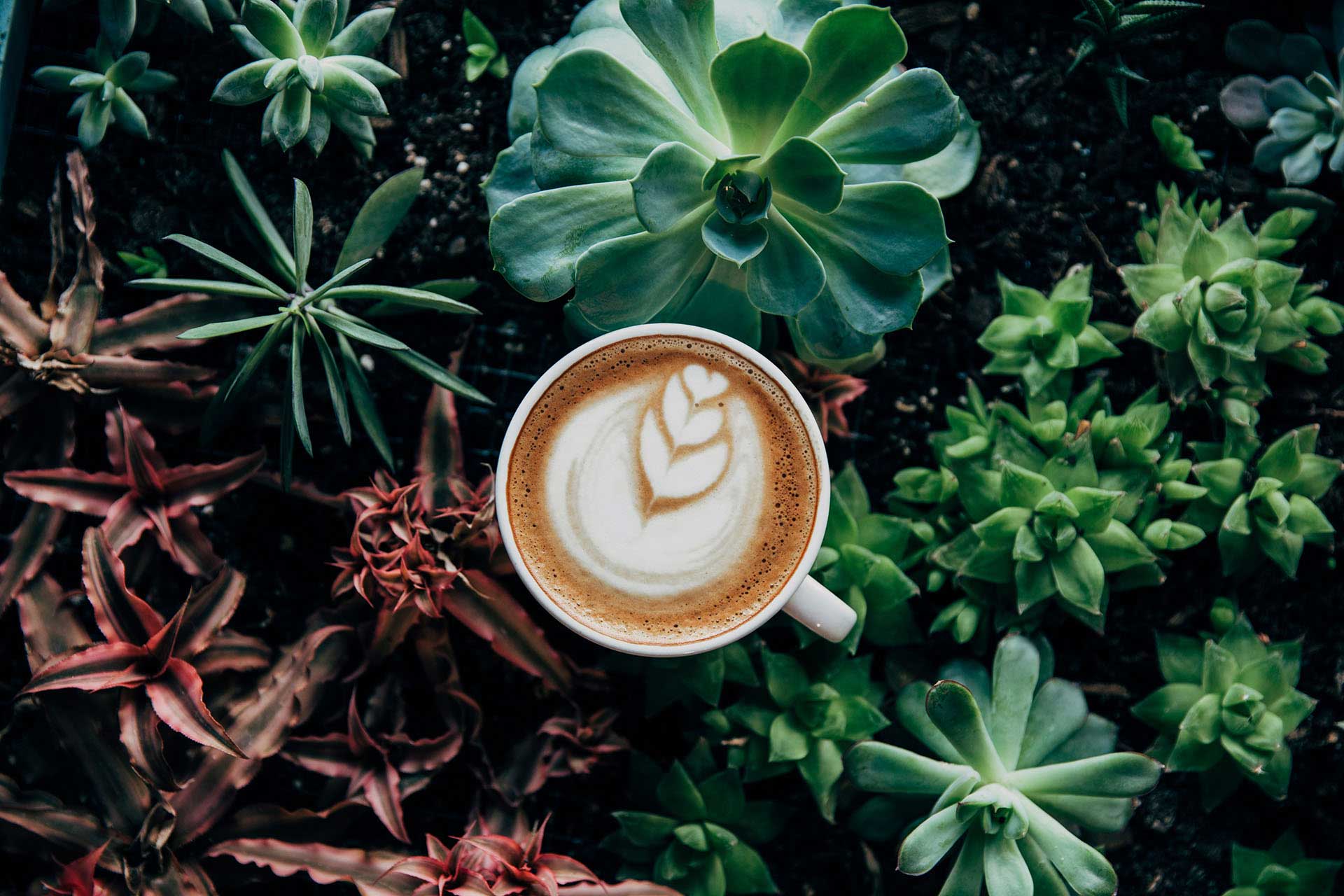 Café avec des plantes en arriere plan